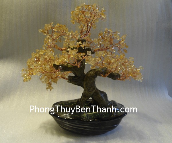 cay ta vang ca204 1 Xem bói ngày: Thứ hai của bạn 31/3/2014