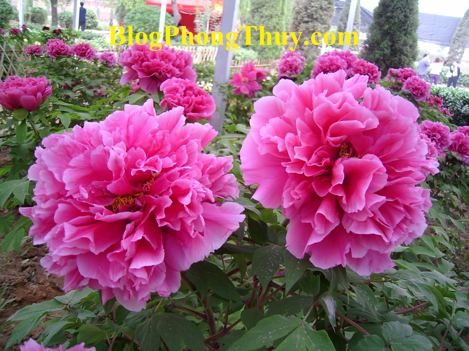 Lenovo Digital Still Camera