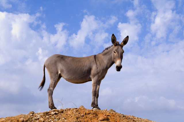Donkey Near Kato Meria