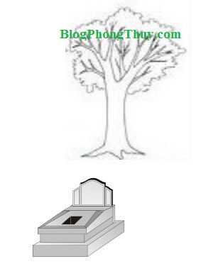 cây cổ thụ trên đầu mộ