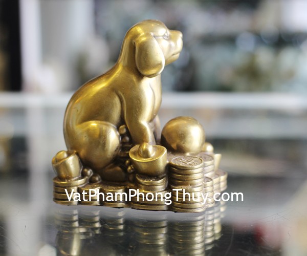 d275-cho-dong-size-trung-1