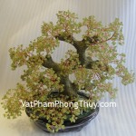 cay-cam-lam-lon-ca217