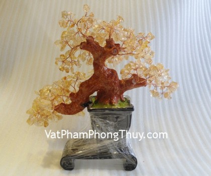 cay-ta-vang-chau-nhat-ca205-1