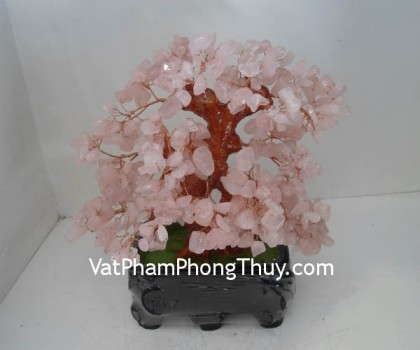 cay-thach-anh-hong-01