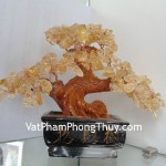 cay-thach-anh-vang-ca212