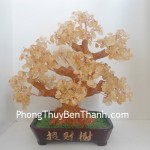 cay-thach-anh-vang-lon-01