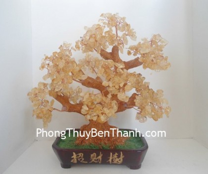 cay-thach-anh-vang-lon-01