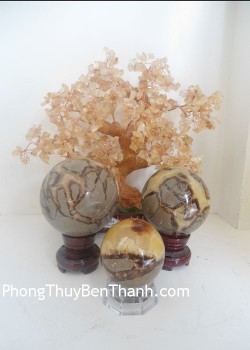 cau-vo-bien-van-the-dt232