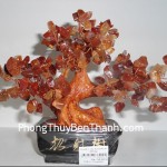 cay-da-ma-nao-03-ca118-2