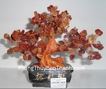 cay-da-ma-nao-03-ca118-2