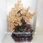 cay-tai-loc-phong-thuy-luan-k163-02