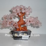 cay-thach-anh-hong-02-ca118-4