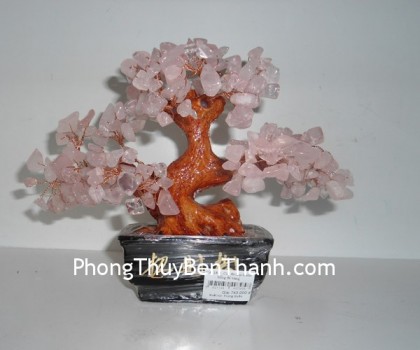 cay-thach-anh-hong-02-ca118-41