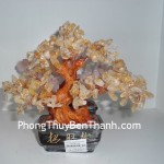 cay-thach-anh-tim-02-ca118