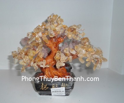 cay-thach-anh-tim-02-ca118