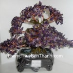 cay-thach-anh-tim-6de-02