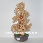 cay-thach-anh-vang-02-ca119