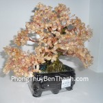 cay-thach-anh-vang-6de-01