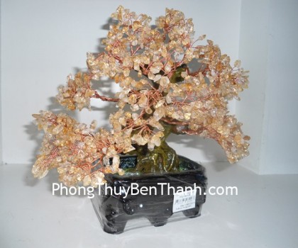 cay-thach-anh-vang-6de-01