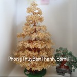 cay-thach-anh-vang-dang-thong-lon