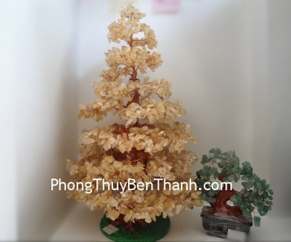 cay-thach-anh-vang-dang-thong-lon