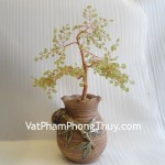 cay-ngoc-cam-lam-ca243-1