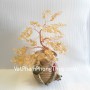 cay-thach-anh-vang-ca244