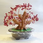 cay-tai-loc-ca223-01