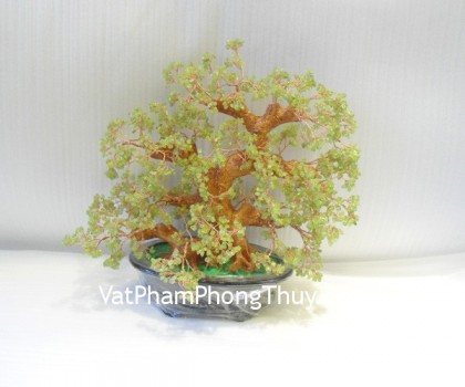 CA241-cay-tai-loac-da-cam-lam-01