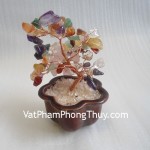 cay-6-mau-nho-CA254-01