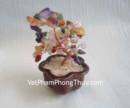 cay-6-mau-nho-CA254-01