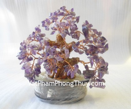 K159-2-cay-ta-tim-nho-1