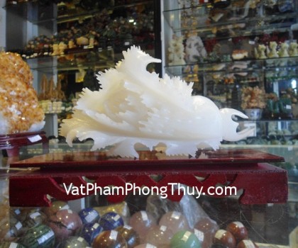 M163-Cai-phat-tai-bach-ngoc-lon-1