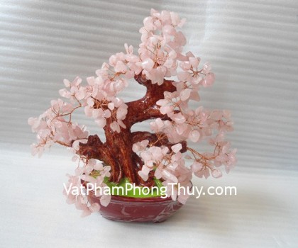 Cay-thach-anh-hong-trung-HCA266