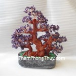 Cay-thach-anh-tim-lon-HCA260-01