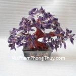 Cay-thach-anh-tim-nho-HCA262