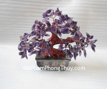 Cay-thach-anh-tim-nho-HCA262