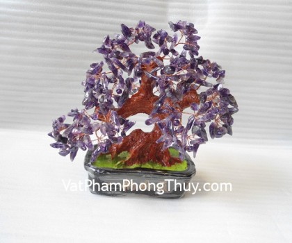 Cay-thach-anh-tim-trung-HCA261