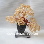 Cay-thach-anh-vang-trung-HCA264
