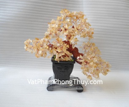 Cay-thach-anh-vang-trung-HCA264