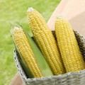 bắp ngô