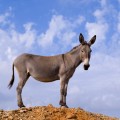 Donkey Near Kato Meria