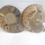 k086-12058-oc-hoa-thach-lon-2