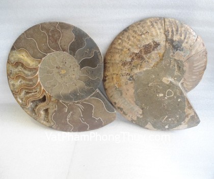 k086-12058-oc-hoa-thach-lon-2