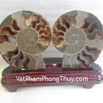 k086-4117-oc-hoa-thach-nho-1