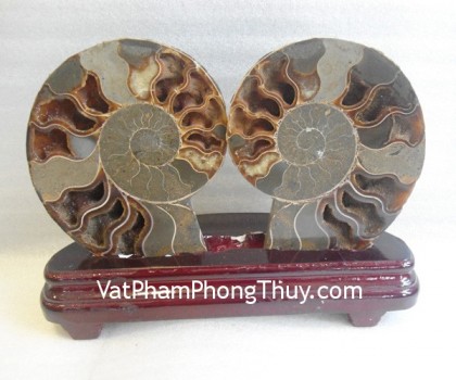 k086-4117-oc-hoa-thach-nho-1