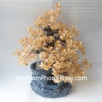 HCA252-Cay-tai-loc-phong-thuy-luan-1