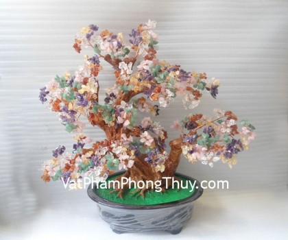 kc002-cay-tai-loc-nhieu-mau-lon-2