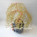 kc012-cay-cam-lam-sakura