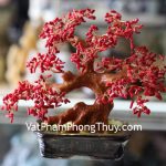 ca222-cay-san-ho-nhuom-do